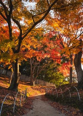 Autumn trees in Okayama