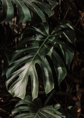 Monstera and Leaf 