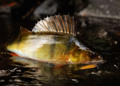 Perch fish