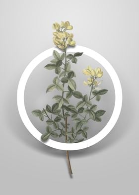 Common Cytisus Flower Art