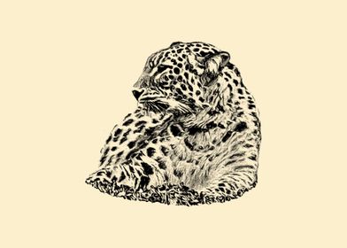 Leopard portrait