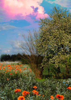 Garden on a field