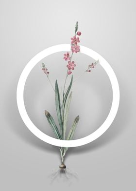 Ixia Scillaris Flower Art