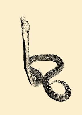 Cuban boa