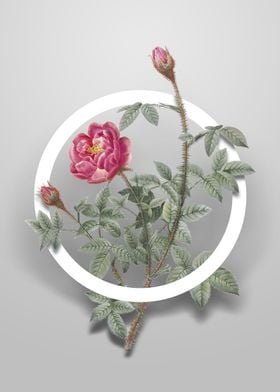 Vintage Moss Rose Flower