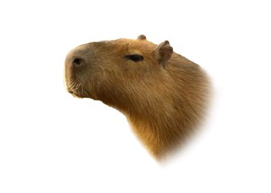 Capybara portrait
