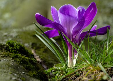 Lonesome Crocus