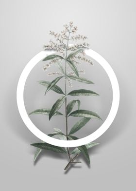 Lemon Verbena Branch Art