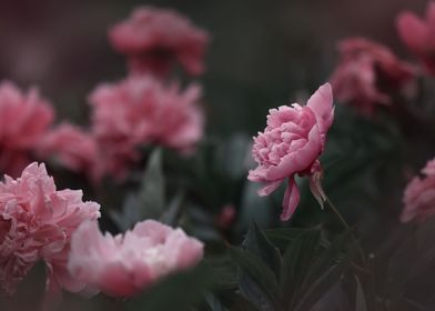 Pink Peonies