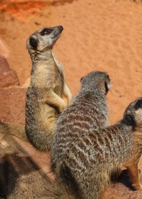 suricate