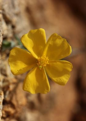 Yellow flower blossoming