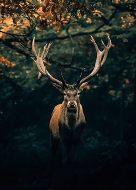 Deer animal