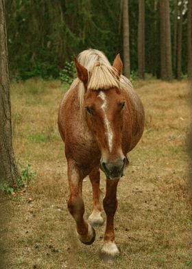 PONY HORSE