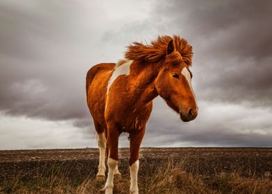 BROWN HORSE 