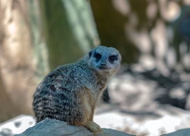 Meerkat