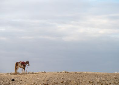 Horse in the Desert