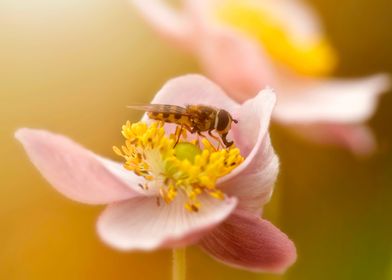 Bee on flower