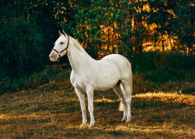 WHITE HORSE 