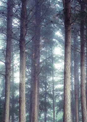 Foggy Forest