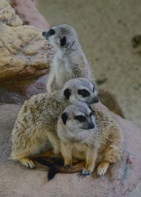 suricate