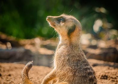 Meerkat