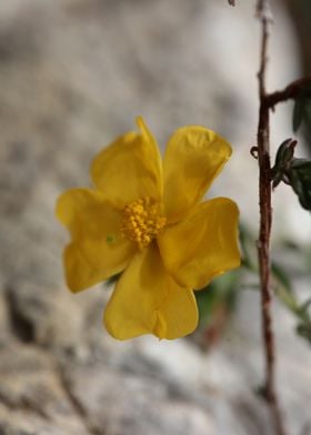 Fumana flowering close up