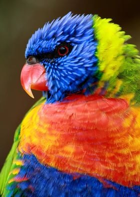 Rainbow Color Parrot Zen