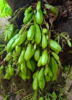 Bilimbi Fruits