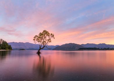 Wanaka Tree New Zealand