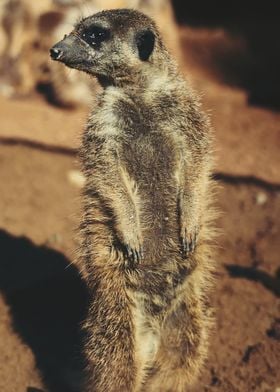 suricate