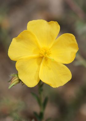 Yellow flower blossoming