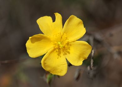 Fumana flowering close up