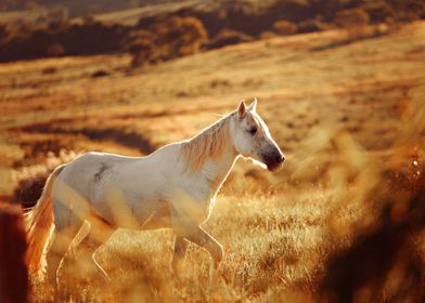 WHITE HORSE WALK