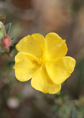 Yellow flower blossoming