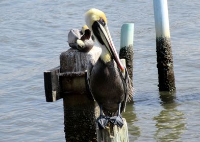 Pelican Posing