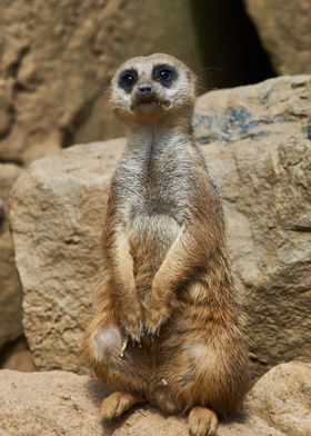 Meerkat