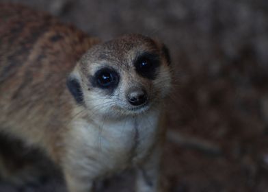 suricate