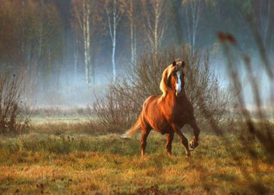 RUNNING HORSE