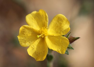 Yellow flower blossoming