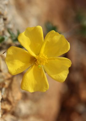 Fumana flowering close up