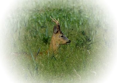 Roe buck