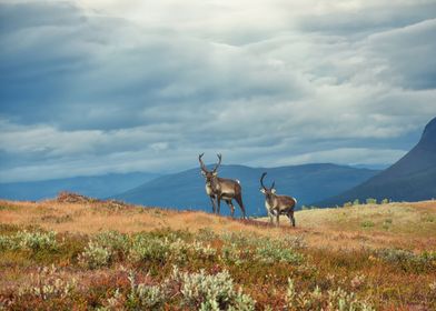 Reindeer on mountain