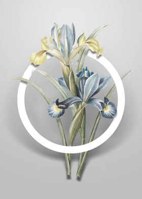 Spanish Iris Flower Circle