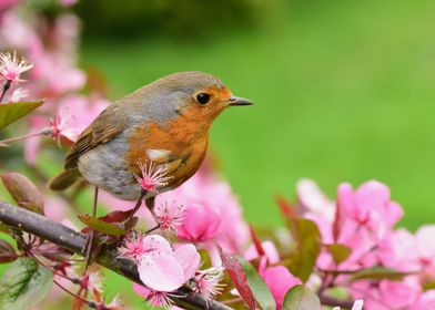 Robin in blossom tree