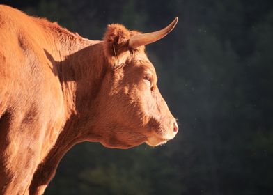 Cow