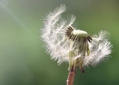 Dandelion in sunlight