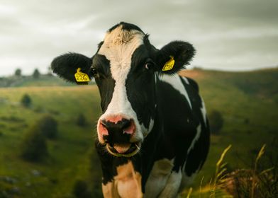 Cow