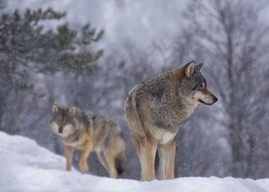 Wolves in the snow