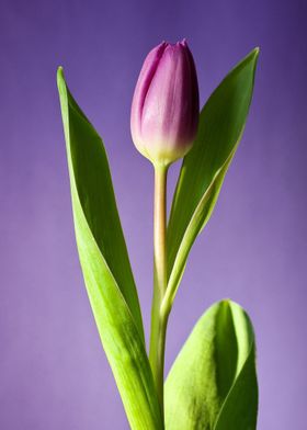 lilac tulip