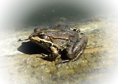 Frog